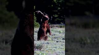 Grizzly 399best nature naturephotography Tetons Yellowstone shorts wildlife bear animals [upl. by Evans]