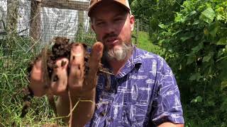 Is Horse Manure Good for the Garden [upl. by Hut]