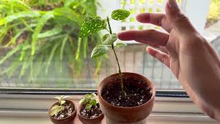 Pink Polka Dot Plant Hypoestes Leggy Cutting [upl. by Madelin562]