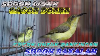 SOGON IJOAN GACOR DORRCOCOK UNTUK PANCINGAN SOGON BAKALAN [upl. by Baecher136]