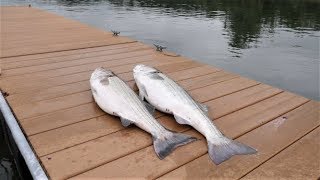 Montauk Striped Bass Fishing On The Long Island Sound Multiple Bass Over 30 pounds [upl. by Komsa]