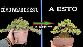 BONSAI Demostración Con Sonare de Vivero  PARTE 3 [upl. by Kielty37]