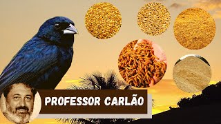 Como alimentar seu Tiziu  Alimentação do Tiziu  Alimentação na Natureza e em criação [upl. by Lah]