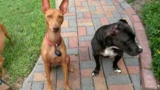 American Pit Bull Terrier and Cirneco dellEtna Sit for Treats [upl. by Noled]