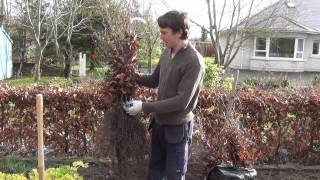 How to Heel in Bare Root Plants [upl. by Bradney]