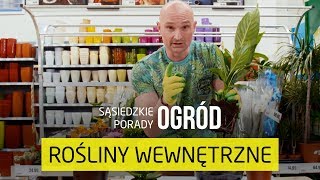 Jak przesadzać rośliny doniczkowe Sąsiedzie Porady – Ogród [upl. by Barnet823]