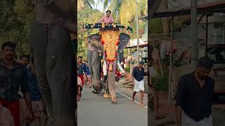 Pampady Rajan😍 aana pampadyrajan elephant keralaelephant kunnamkulam perunnal aanapranth yt [upl. by Trilbi]