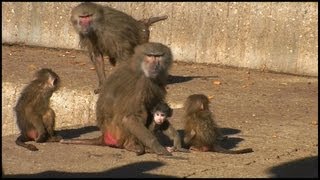 Mother Baboon Protecting Baby Papio hamadryas [upl. by Petracca369]