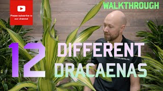 12 Different Dracaenas 🪴 [upl. by Pirali]