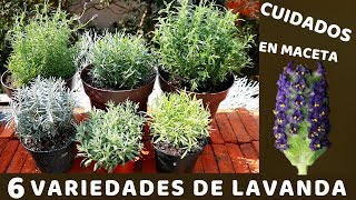 NO VOLVERAS A PERDER TU PLANTA DE LAVANDA CON ESTOS CUIDADOS [upl. by Marj]