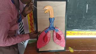 Working model of lungs and respiratory system [upl. by Ennaxor]