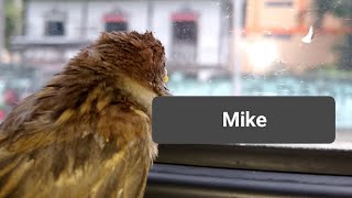 Mike the Bird 🕊️ May 22 2024May 27 2024 [upl. by Pauiie]