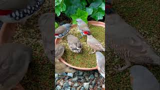 Diamond firetail finches and zebra finches feeding on seeds and pellets from verselelagapetfood [upl. by Ruthie]