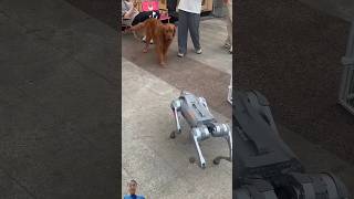 How dogs facing a robot dog viralvideo [upl. by Timoteo838]