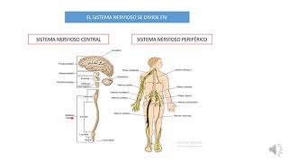 INTRODUCCIÓN AL SISTEMA NERVIOSOPRINCIPALES DIVISIONES DEL SISTEMA NERVIOSO CENTRAL Y PERIFÉRICO [upl. by Montano210]