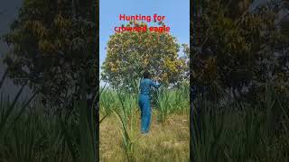 Hunting for crowned eagle 🦅amazing farming shorts [upl. by Llemaj586]