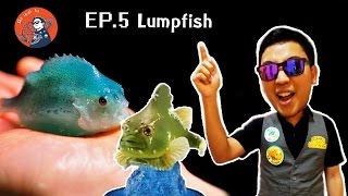 SWT Ep5 ปลาลัมพ์ Lump fishLump Sucker [upl. by Dawn523]