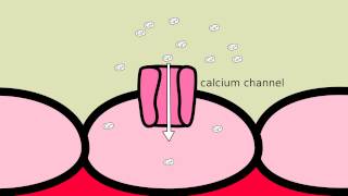 How does Amlodipine work [upl. by Merideth619]