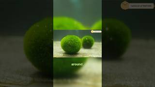 living algae The Marimo Moss Ball natureSubscribe oceanlife marimomossball funfacts [upl. by Jasen29]