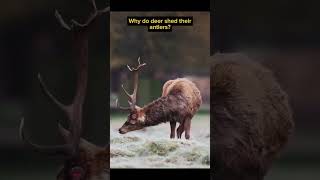 Why do deer shed their antlers  didyouknow facts new trending viralvideo [upl. by Jeffie]