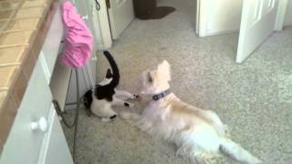 Westie and cat playing [upl. by Aggarwal]