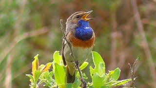 Oiseaux qui Chantent Une heure de chant des oiseaux [upl. by Teddman695]