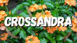 Crossandra Saiba Tudo Sobre Essa Planta [upl. by Olegnaid]