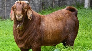 Kalahari Red Goats  Resilient Meat Producers [upl. by Epuladaug59]