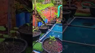 സ്വന്തമായി ഫിഷ് ടാങ്കുണ്ടാക്കി aquaponics മലപ്പുറത്തുള്ള അധ്യാപകനായ ശ്രീ നിയാസ് [upl. by Nena632]