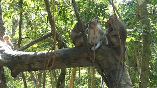 Wild Beginnings How Baby Monkeys Thrive in the Jungle [upl. by Sung]