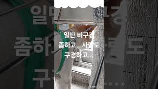 비오는날좁은배란다 빨래건조대밑에 경비서는중 🙄movie 강아지 해변 반려견 해변산책 cuteanimal 강아지일상 파도 강아지브이로그 바다파도 [upl. by Masuh]