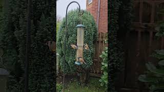 Goldfinch feeding on sunflower hearts [upl. by Nylekcaj675]