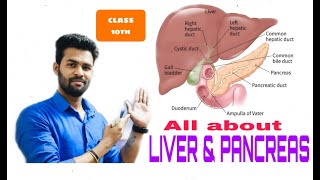 ALL ABOUT LIVER amp PANCREAS  NUTRITION  Class 10th [upl. by Pember]