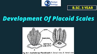 Development of Placoid Scales placoid scales  Bsc 3rd year  mudgalbiology [upl. by Gustave]