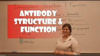 Antibody Structure amp Function [upl. by Airehtfele]