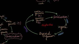 The Reproductive Lives of Nonvascular Plants Alternation of Generations  Crash Course Biology 36 [upl. by Eusebio]