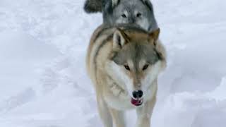 Yellowstone Wolves The Renewal of Nature Trailer [upl. by Pavla]