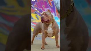 👑Pitbull vs Presa Canario fight🔥😨pitbull dogs shorts [upl. by Coleen953]