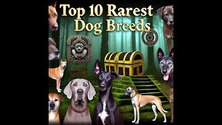 Top 10 Rarest Dog Breeds [upl. by Sharla956]