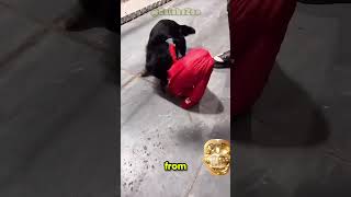 Monkey bullies dog and then finds out 💀 [upl. by Boony]