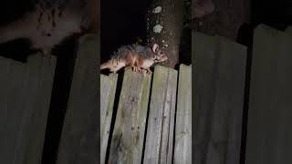 Following a ringtail possum home australianpossum ringtailpossum 澳洲負鼠 [upl. by Tymes837]