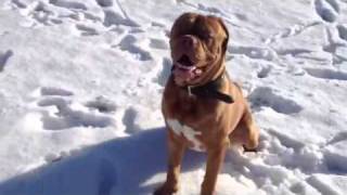 Dogue de Bordeaux 12 months old [upl. by Zulaledairam]