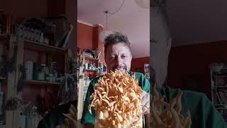 Italian 🇮🇹 Cordyceps militaris new strain mushroom rice medicinal exotic farming regenerative [upl. by Gavrilla]