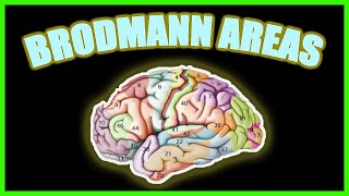 What Are Brodmann Areas 😱😮❗ 1 min ⏰ NEUROPSYCHOLOGY [upl. by Daryl]