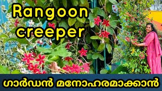 Rangoon Creeper flowers  shilpazz thattikootu gardeningtips [upl. by Hamilton]