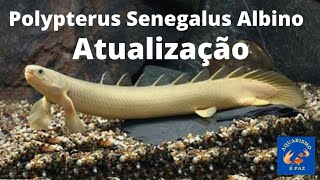 Polypterus Senegalus Albino  atualização Dois meses [upl. by Washburn576]