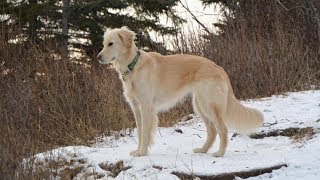 Her Dog Won’t Stop Barking At Something In The Woods What She Finds Oh My… [upl. by Pape]