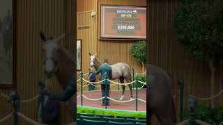 Auction Handlers  Keeneland September Yearling Sale [upl. by Angid]