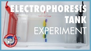 STEM Experiment Electrophoresis Tank [upl. by Ailongam509]