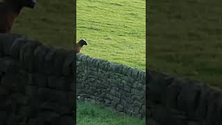 derbyshire blacksheep britishwildlife shortsvideo outdoors farmanimals [upl. by Ahsiken]